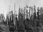 The 1945 Trinidad fire was severe because it mostly burned through logging residue. Credit: Anonymous.