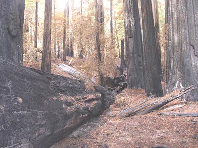 Credit Steve Norman: An alluvial forest after the fire.