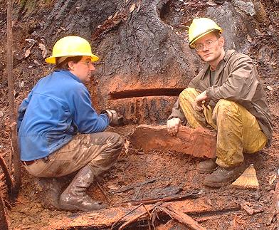 Comtemplating an exploratory cut in a coast redwood killed by the Canoe fire. Rocco Fiori (left); Steve Norman (right) [Credit: Stephen Underwood, CDPR]