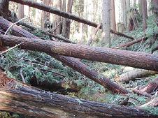 Blowdown, Arcata Community Forest