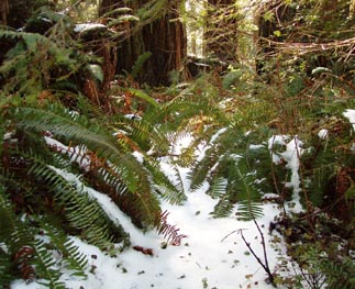 Credit Steve Norman; Snow covers the ground at Lady Bird Johnson Grove, Redwood National and State Parks