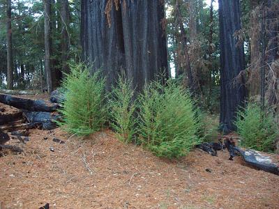 Coast Redwood sprouting a year after the 2003 Canoe Fire, Humboldt Redwoods State Park