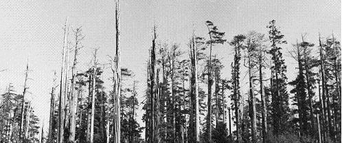 The 1945 Trinidad fire was hot, but we know nothing of its long term effects because the old growth was logged.