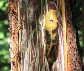 Banana slug on a bear clawed redwood.