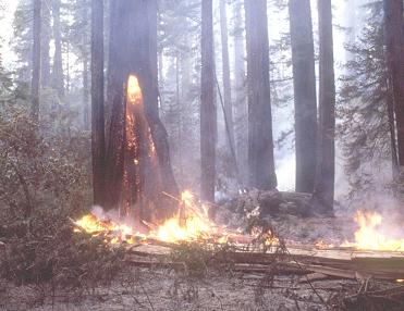 A coast redwood fire