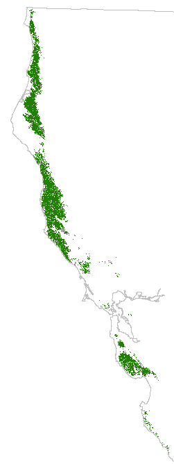 eVeg map of SAF redwood forest today. Certain areas have been type converted from forest to pasture or urban land use and are not shown in green.
