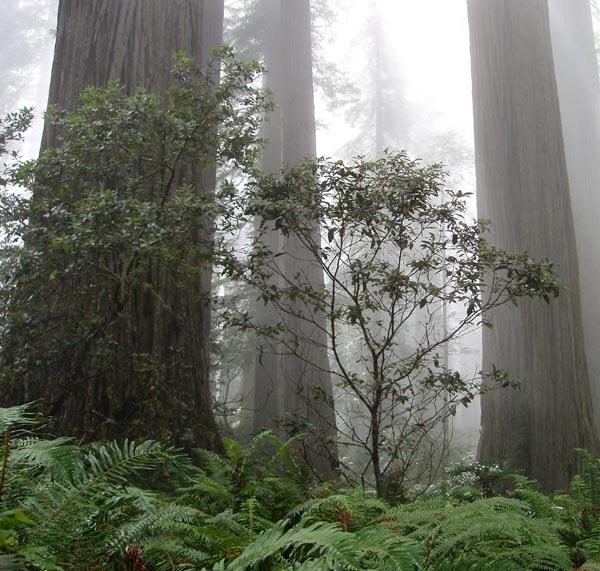 The coast redwood forest