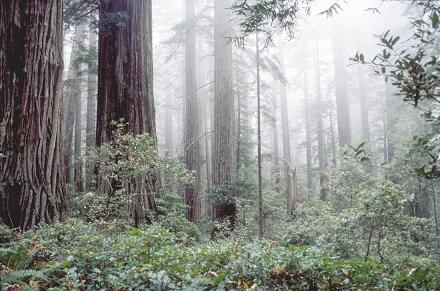 Coast redwood and fog have long been associated; but how tight is this linkage in space and time?