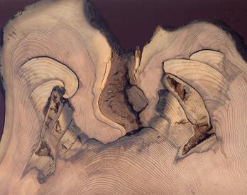 Cross section through a redwood fire cavity showing scars and healing.